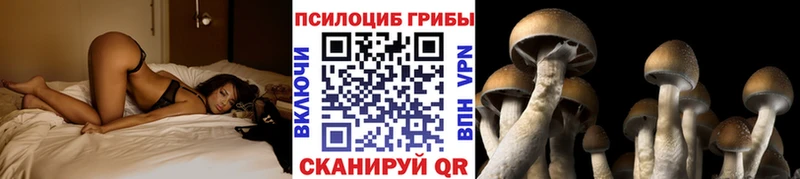 Галлюциногенные грибы Psilocybe  мега ссылка  Пикалёво  купить  цена 
